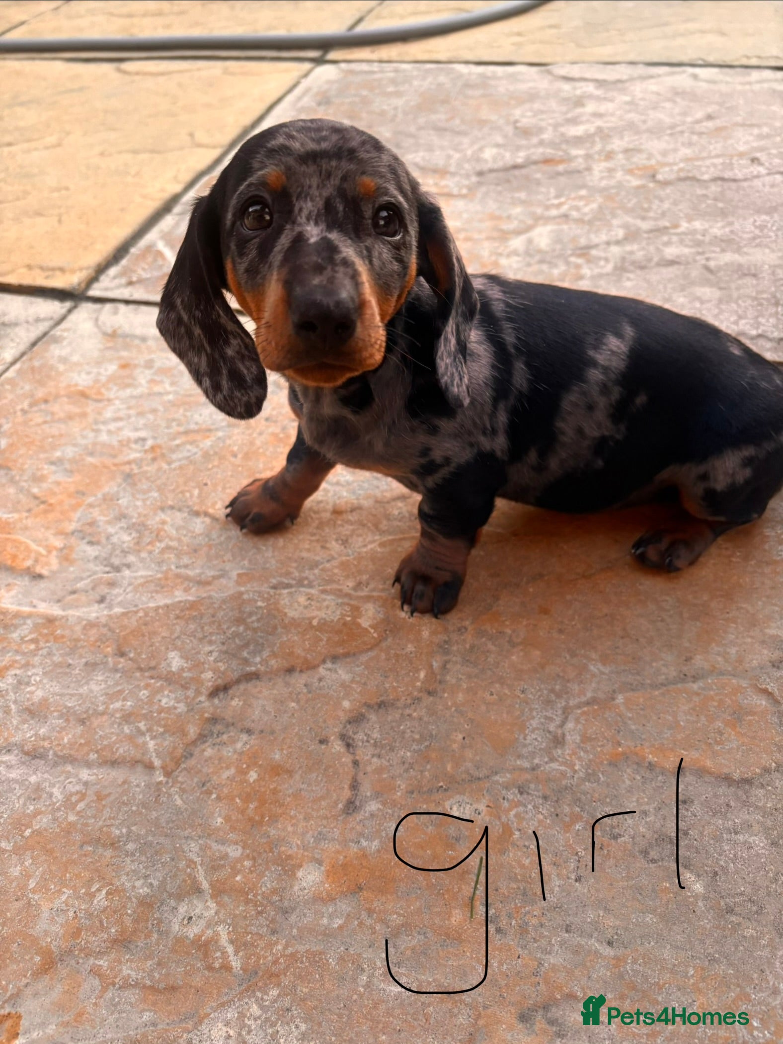 Miniature Dachshund dogs Miniture dashounds - Advert 15