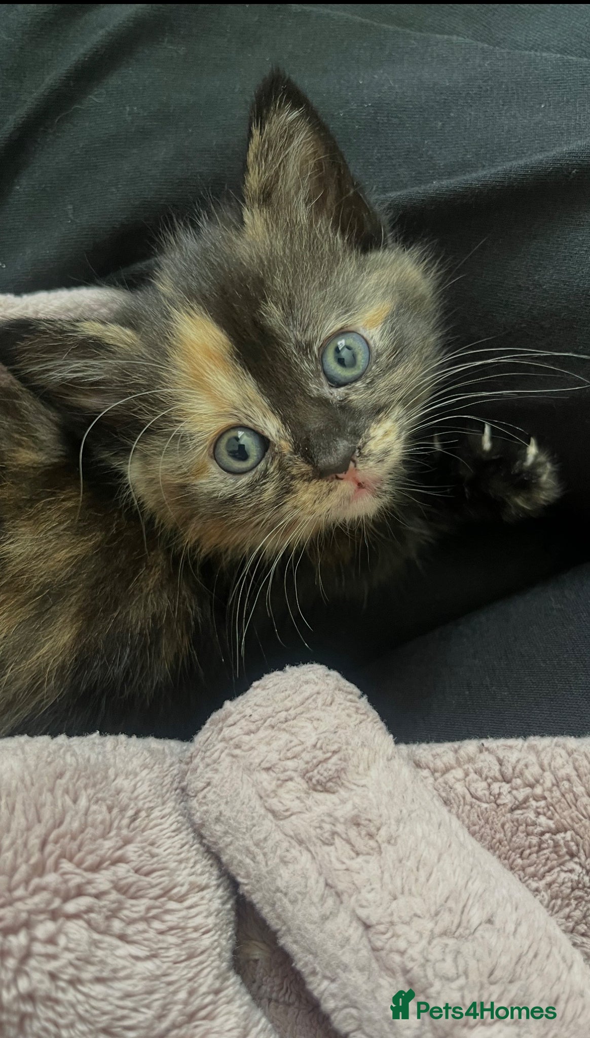 Maine Coon cats Beautiful tortoiseshell/mainecoon kittens❤️ - Advert 1