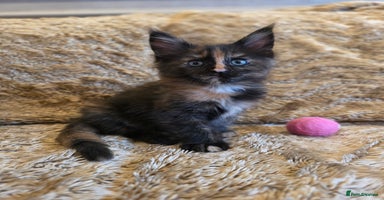 Maine Coon cats - Advert 16