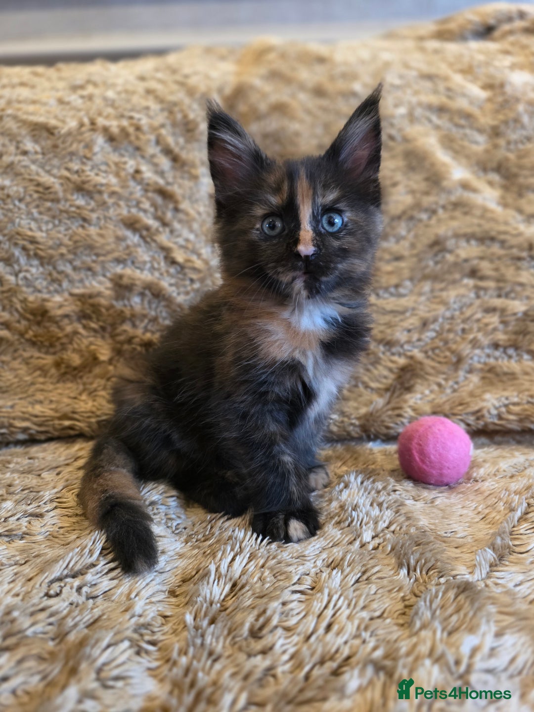 Maine Coon cats for sale: Stunning GCCF Registered Maine Coon kittens  - Image 3