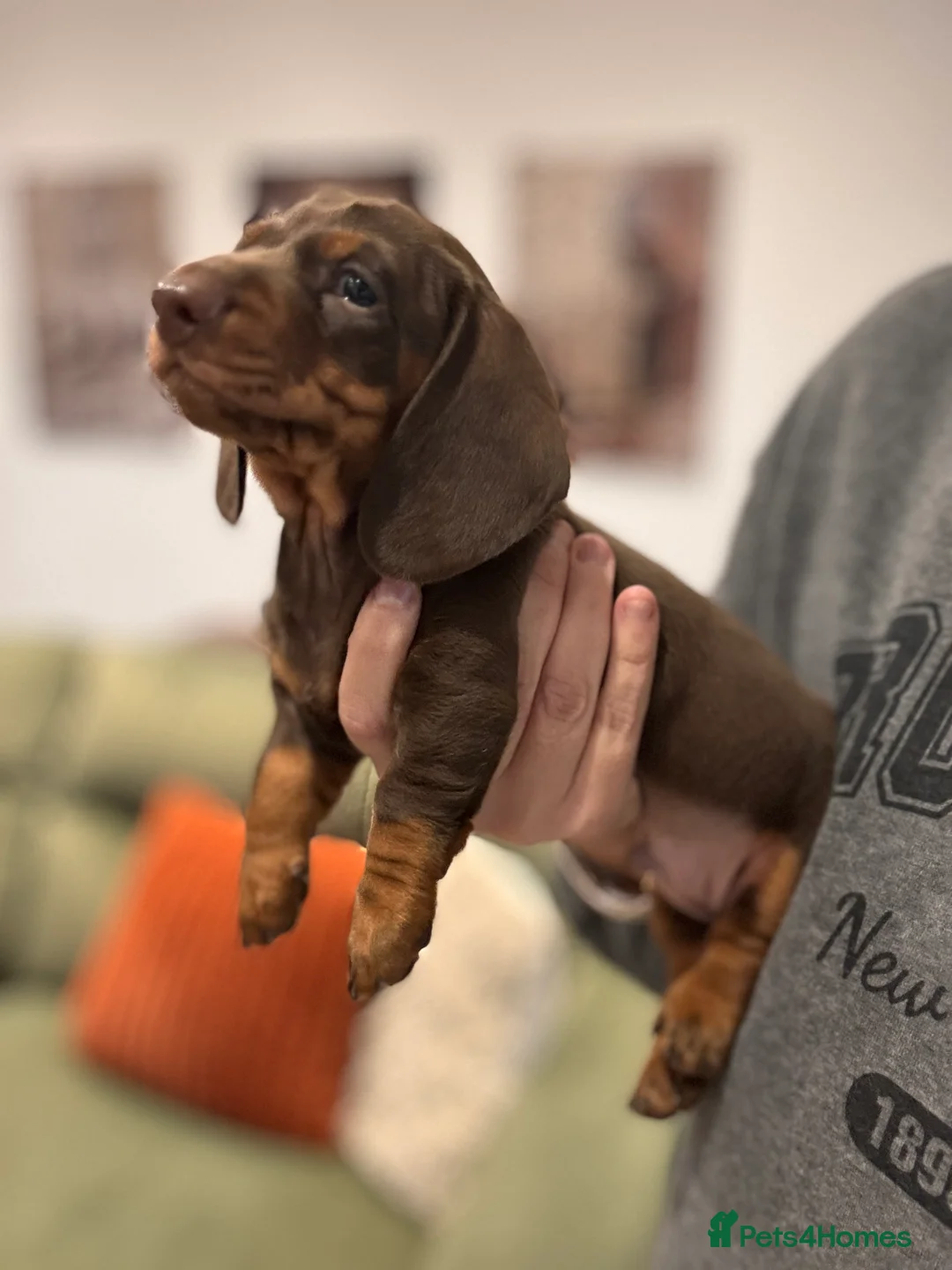 Miniature Dachshund dogs for sale: Miniature dachshund  - Advert 13