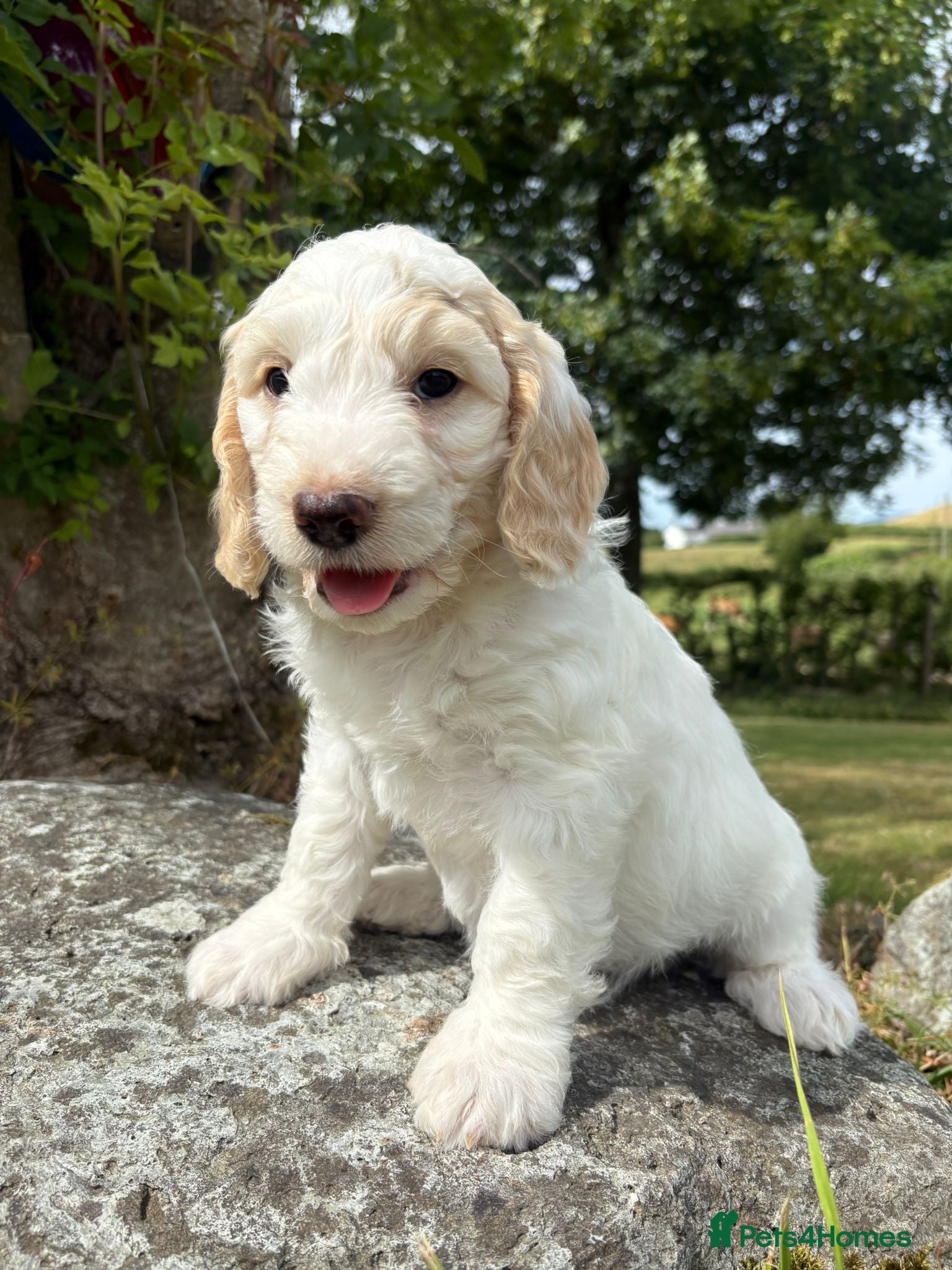 Cockapoo dogs Ready to leave, vaccinated Gorgeous F1 Cocapoos  - Advert 1