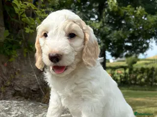 Cockapoo dogs Ready to leave, vaccinated Gorgeous F1 Cocapoos - Advert 1