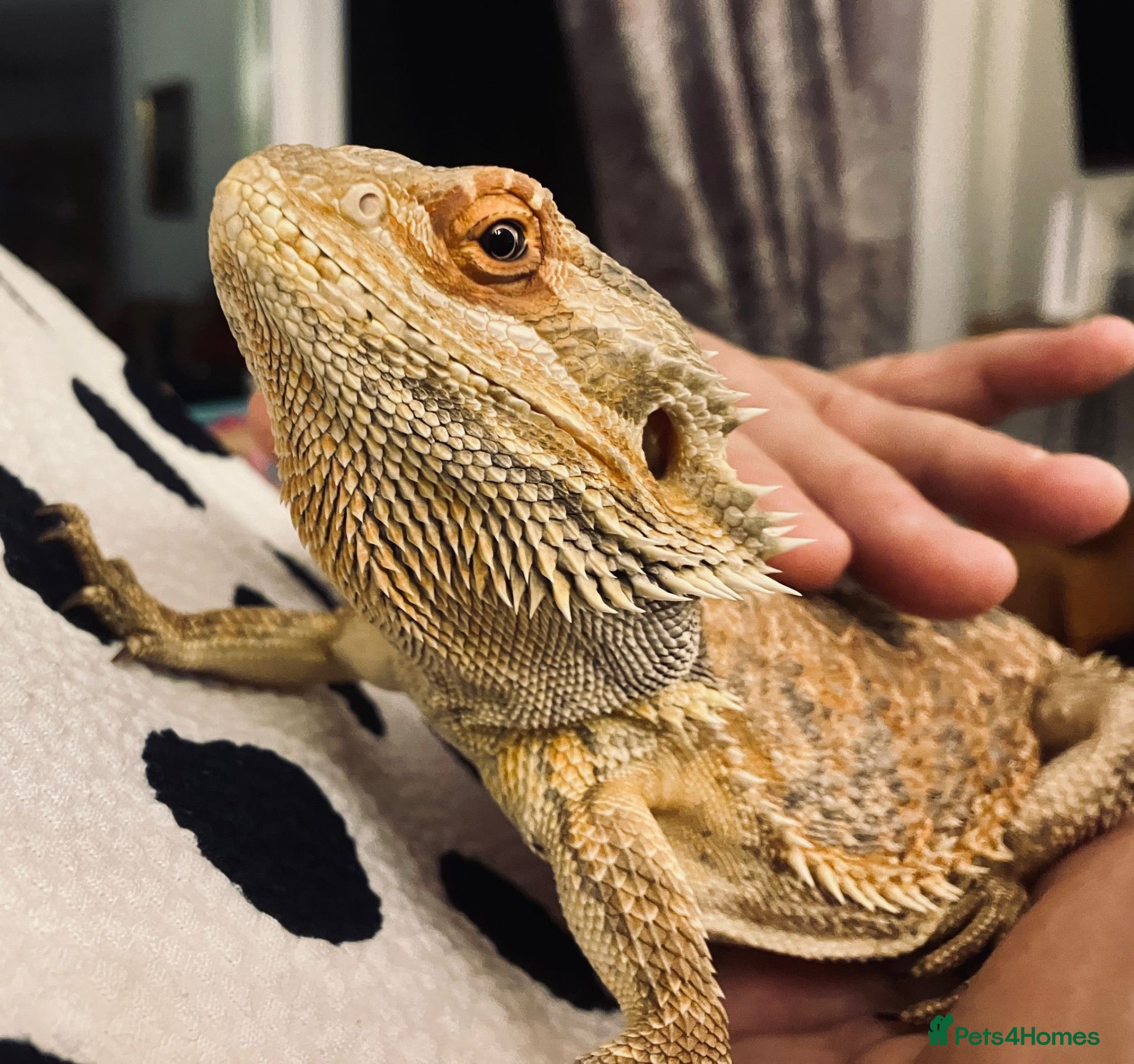Bearded Dragon reptiles 2YO Bearded Dragon and Viv for sale  - Advert 2