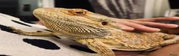 Bearded Dragon reptiles for sale: 2YO Bearded Dragon and Viv for sale  in Usk - Advert 1