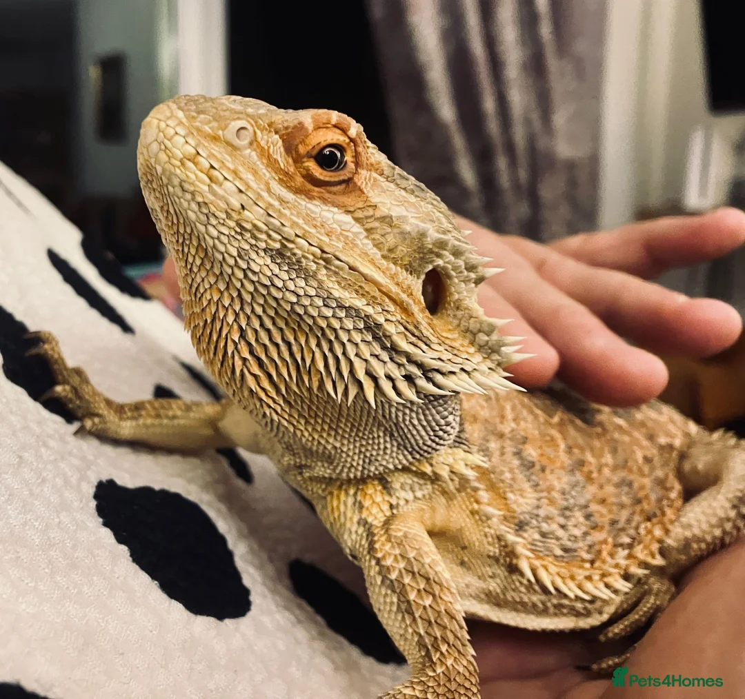 Bearded Dragon reptiles for sale: 2YO Bearded Dragon and Viv for sale  in Usk - Advert 1