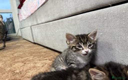 Mixed Breed cats for sale: 🐾 Free Kittens Looking for Loving Homes 🐾 - Image 13