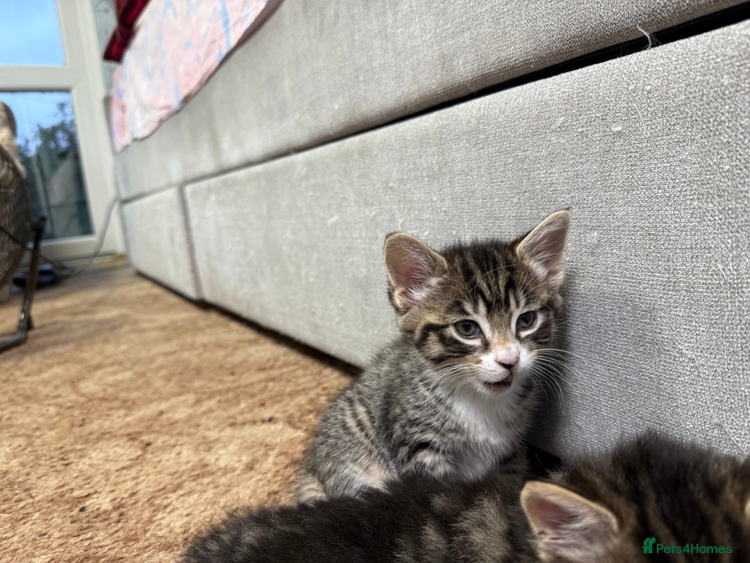 Mixed Breed cats for sale: 🐾 Free Kittens Looking for Loving Homes 🐾 - Image 13