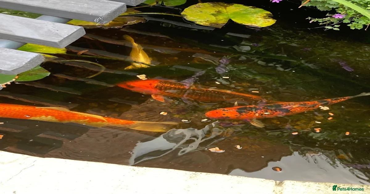 Koi Carp Fish for sale in Kidderminster, Worcestershire | Pets4Homes