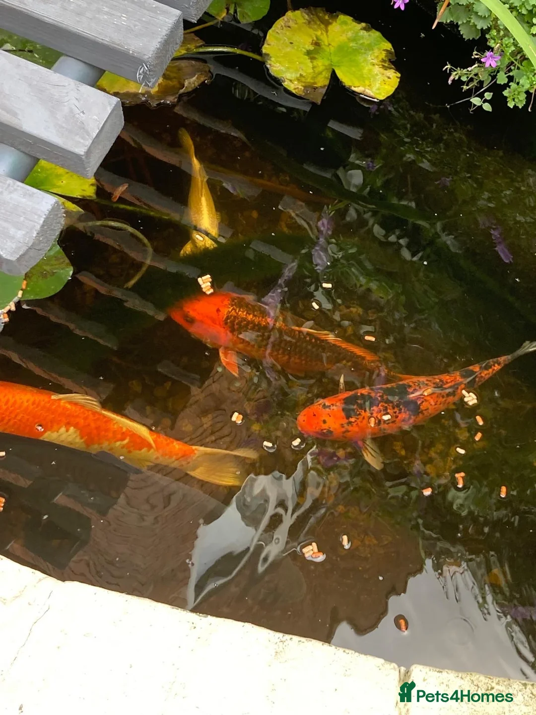 Koi Carp fish for sale: Koi carp  in Wolverhampton - Advert 1