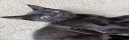 Mixed Breed cats for sale: 3 boys & 1 girl  - Advert 10