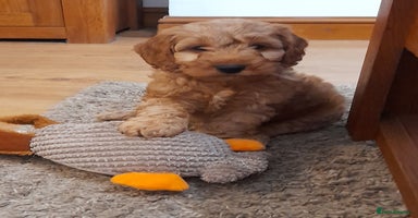 Cockapoo dogs - Advert 5