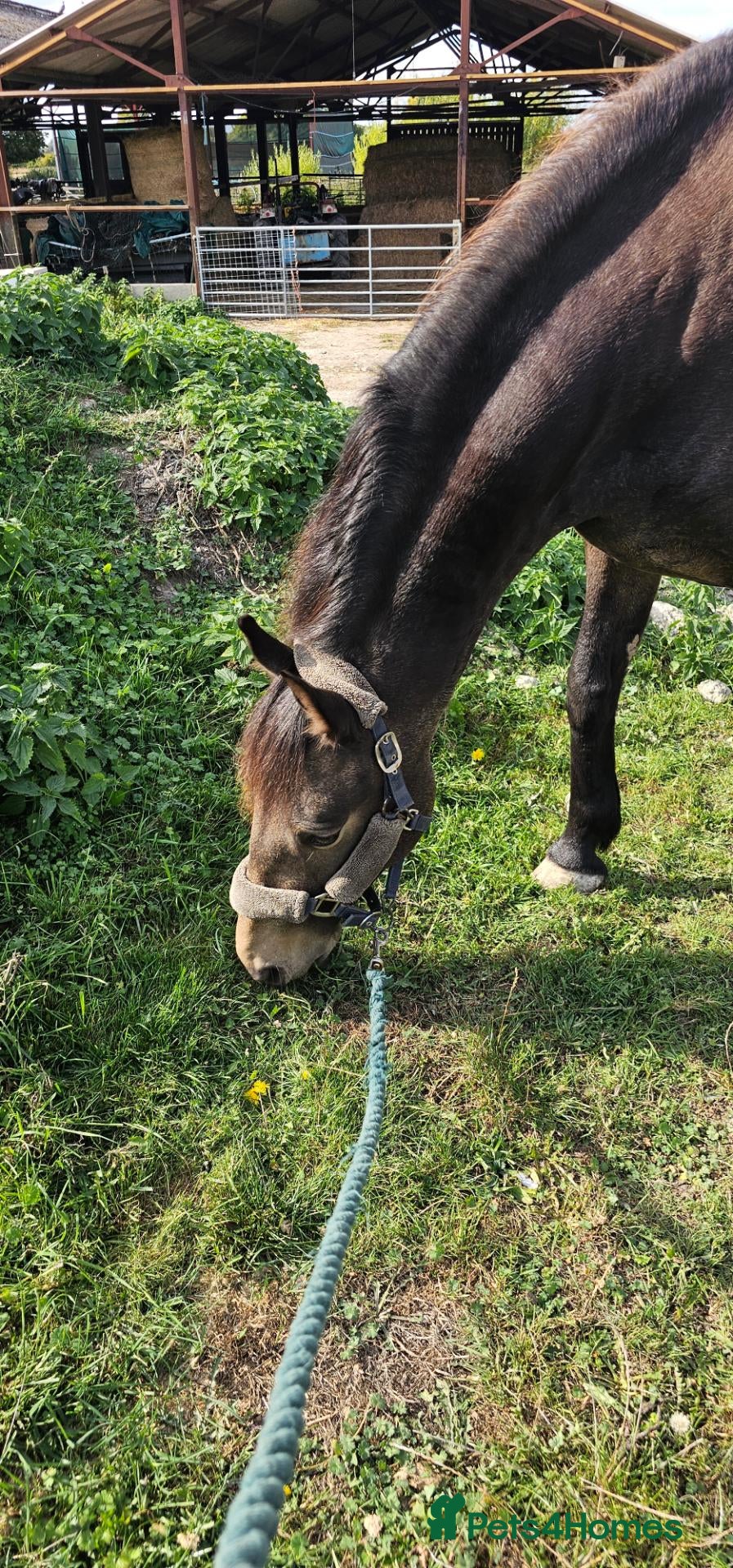 Andalusian horses Share  - Advert 1