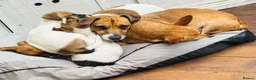 Jack Russell dogs for sale: Jack Russell Terrier puppies – ready for new homes - Advert 14