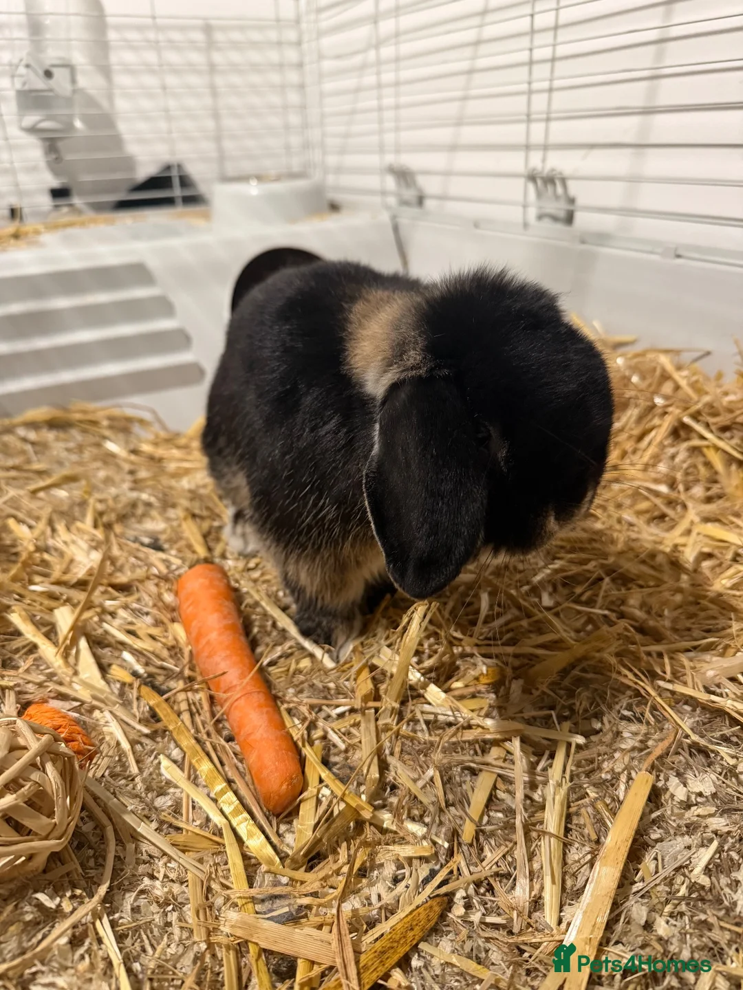 Mini Lop rabbits for sale: Mini lob  in Preston - Advert 3