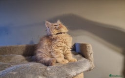 Maine Coon cats for sale: TICA REG.  Amazing kittens  - Image 36