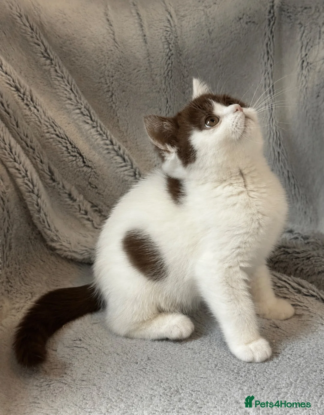 British Shorthair cats for sale: TICA registered BSH &BLH kittens  in Crewe - Advert 2