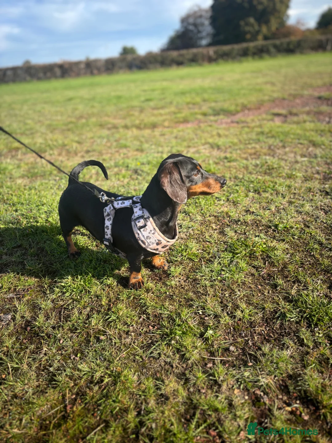 Miniature Dachshund dogs for sale: Miniature Dachshund puppies - Advert 2
