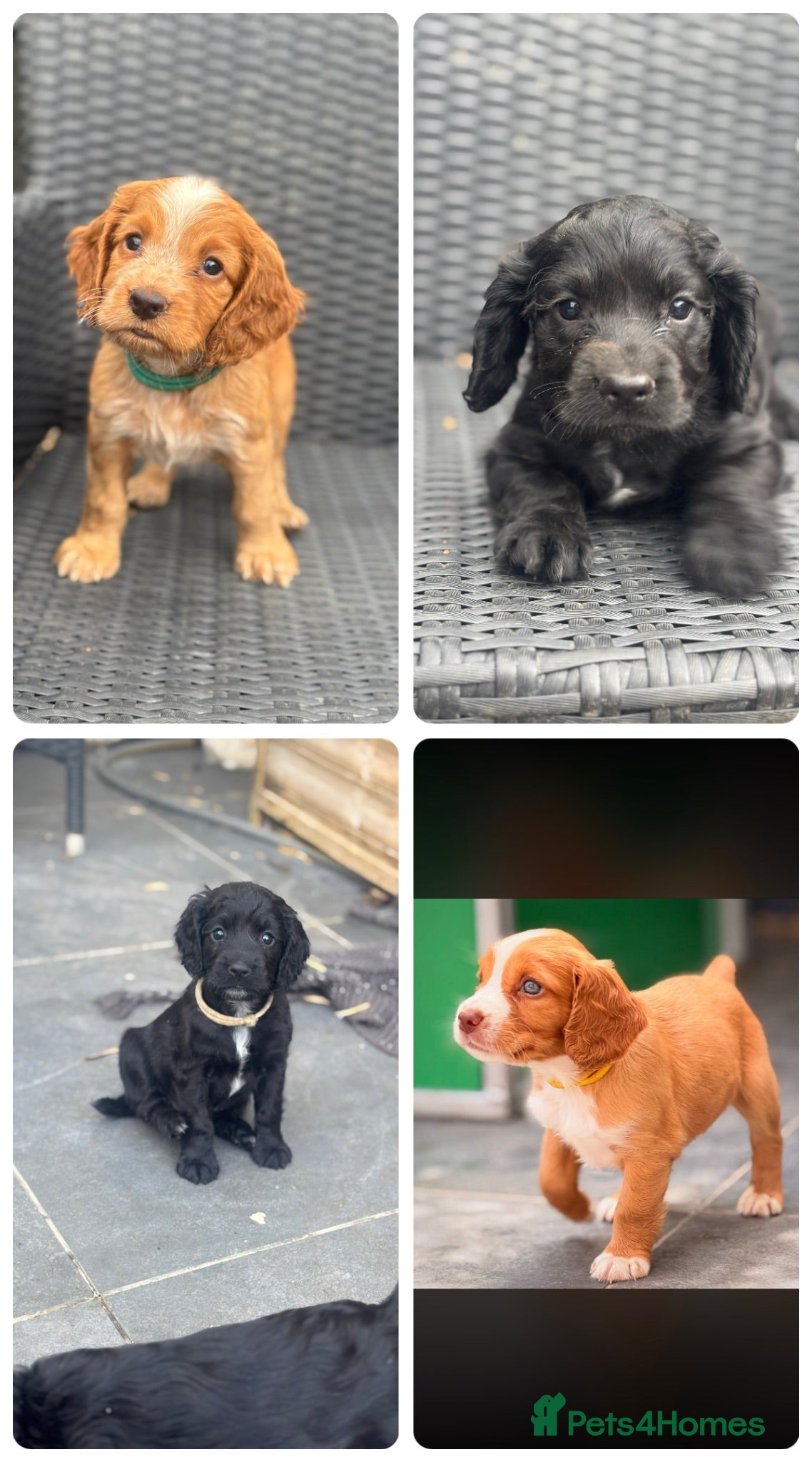 Cocker Spaniel dogs Kc health tested working cocker pups - Advert 18