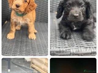 Cocker Spaniel dogs Kc health tested working cocker pups - Advert 3