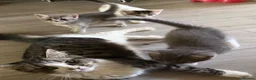 Mixed Breed cats for sale:  Beautiful kittens looking for loving homes  - Advert 4