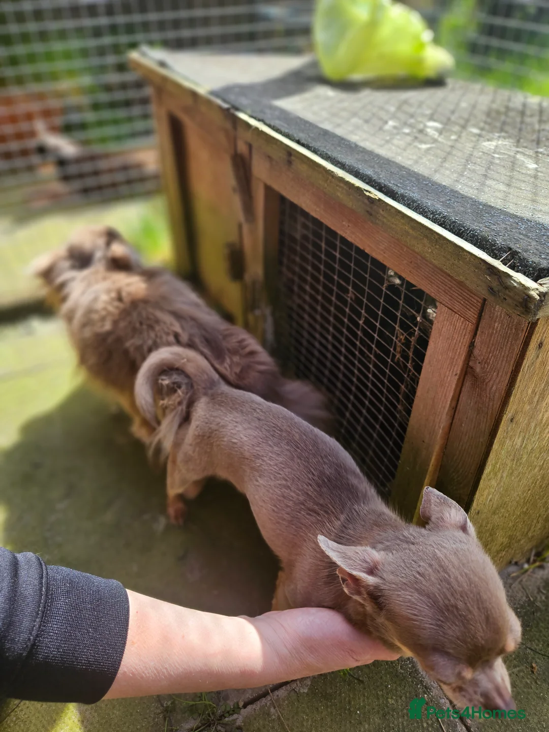 Chihuahua dogs for stud: KC LILAC DNA CLEAR PROVEN STUD  - Advert 7