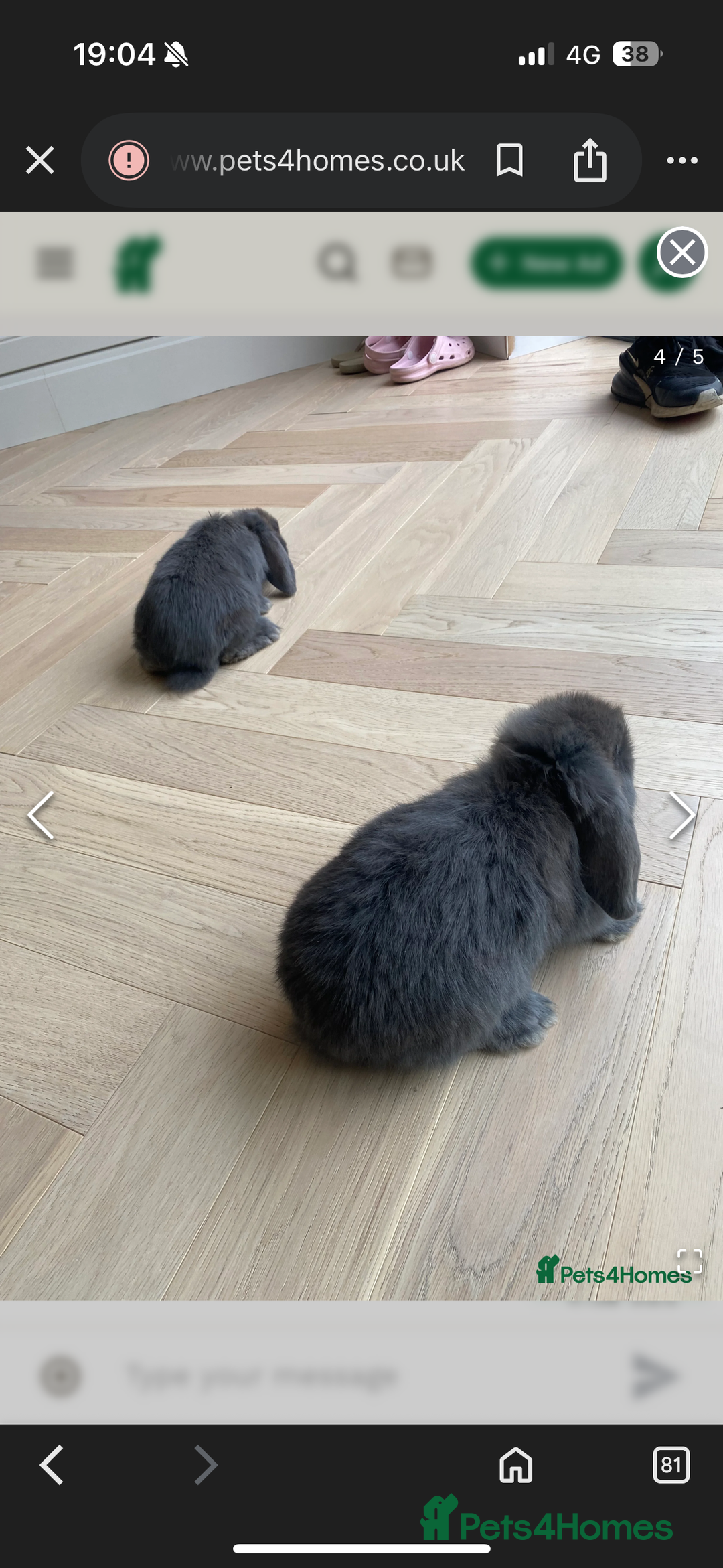 Mini Lop rabbits for sale: 2 mini lops  - Advert 6