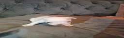 French Bulldog dogs for sale: Beautiful  French  Bulldog  kc reg  PUPPIES  in Hull - Advert 14