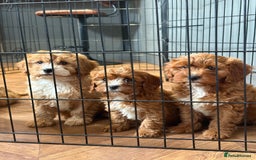 Cavapoo dogs for sale: Health tested TOY CAVAPOOS KC Parents - Image 11