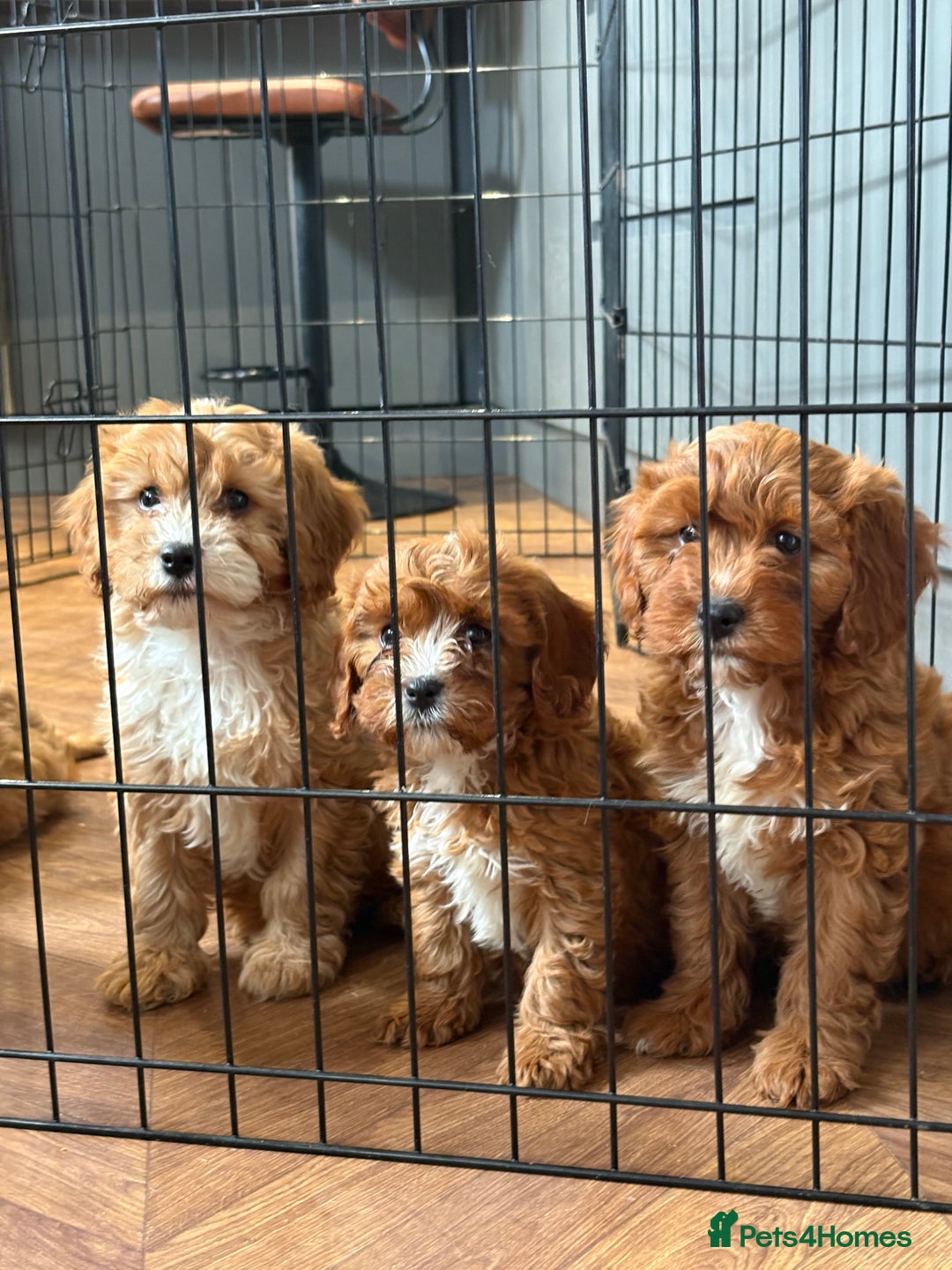 Cavapoo dogs for sale: Health tested TOY CAVAPOOS KC Parents - Image 11