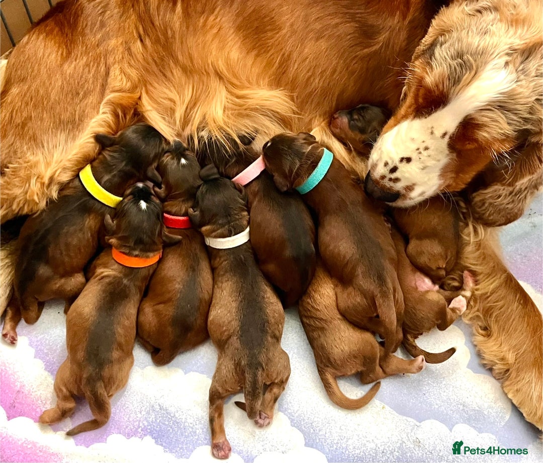Cockapoo dogs for sale: 🌟Rare Reverse F1B Sable🌟DNA CLEAR Mini Cockapoos - Image 21