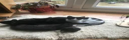 Mixed Breed cats for sale: Winter – A Truly Special Companion 🖤🤍 - Advert 2