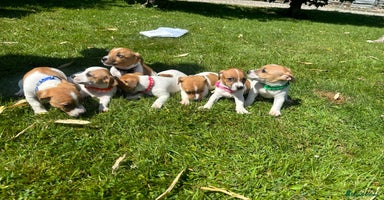 Jack Russell dogs - Advert 2