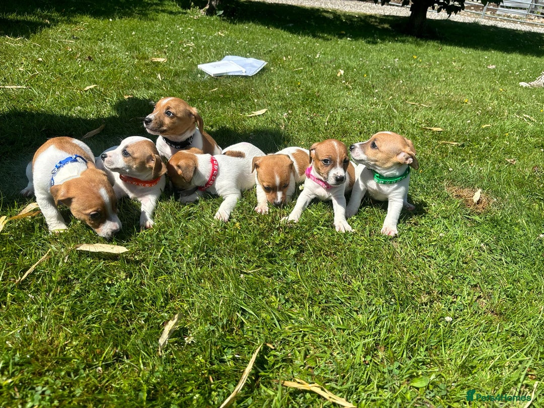 Jack Russell dogs for sale: Jack Russell Puppies - Litter of 7 - Image 2