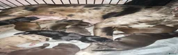 Mixed Breed dogs for sale: Catahoula x  - Advert 21