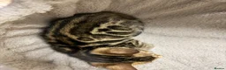 Bengal cats for sale: Bengal kittens  - Advert 28