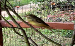 Canaries birds for sale: Canaries and Chinese quail’s  - Image 3