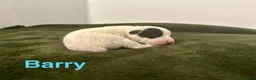 Jack Russell dogs for sale: ❤️Beautiful Traditional Jack Russell puppies❤️  - Advert 6