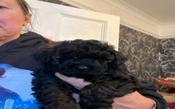 Mixed Breed dogs for sale: Chocolate sable Cockapoo x bichon  - Image 3