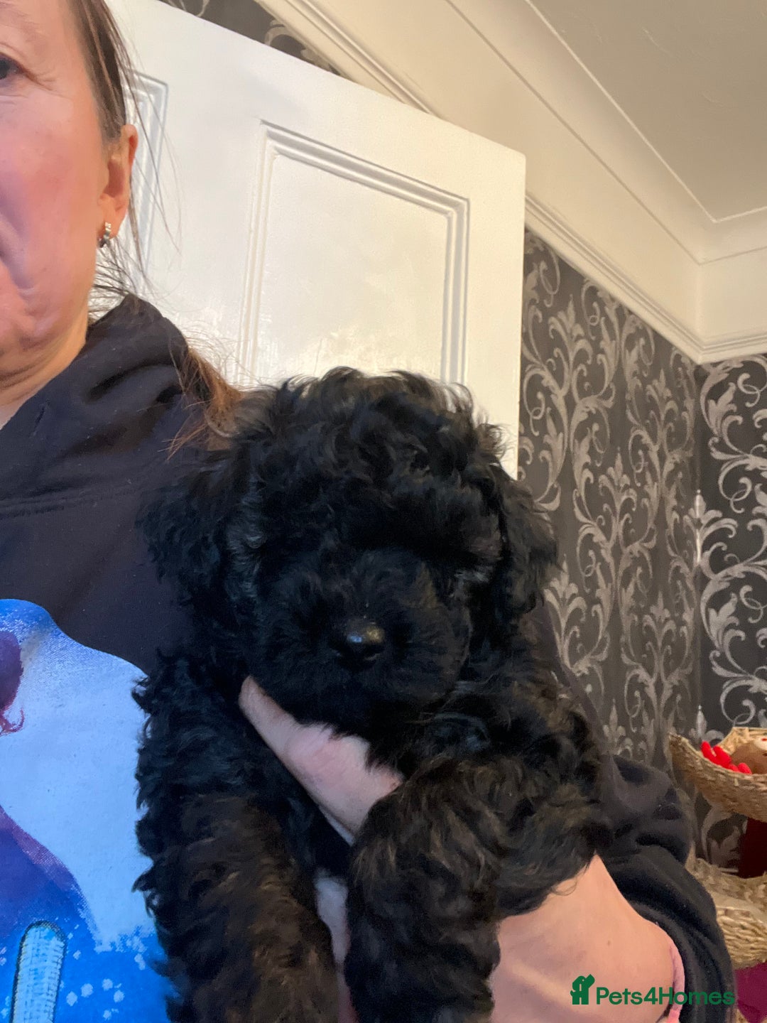 Mixed Breed dogs for sale: Chocolate sable Cockapoo x bichon  - Image 3