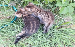 Mixed Breed cats for sale: Half Bengal kittens  - Image 16