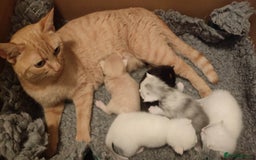 British Shorthair cats for sale: White and cream kittens!!! 😻 - Advert 6