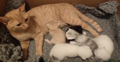 British Shorthair cats White kittens!!! 😻 - Advert 4