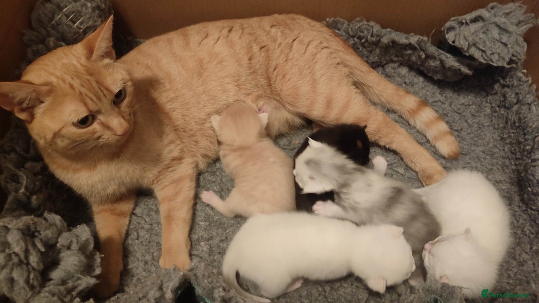 British Shorthair cats for sale: White and cream kittens!!! 😻 - Advert 6