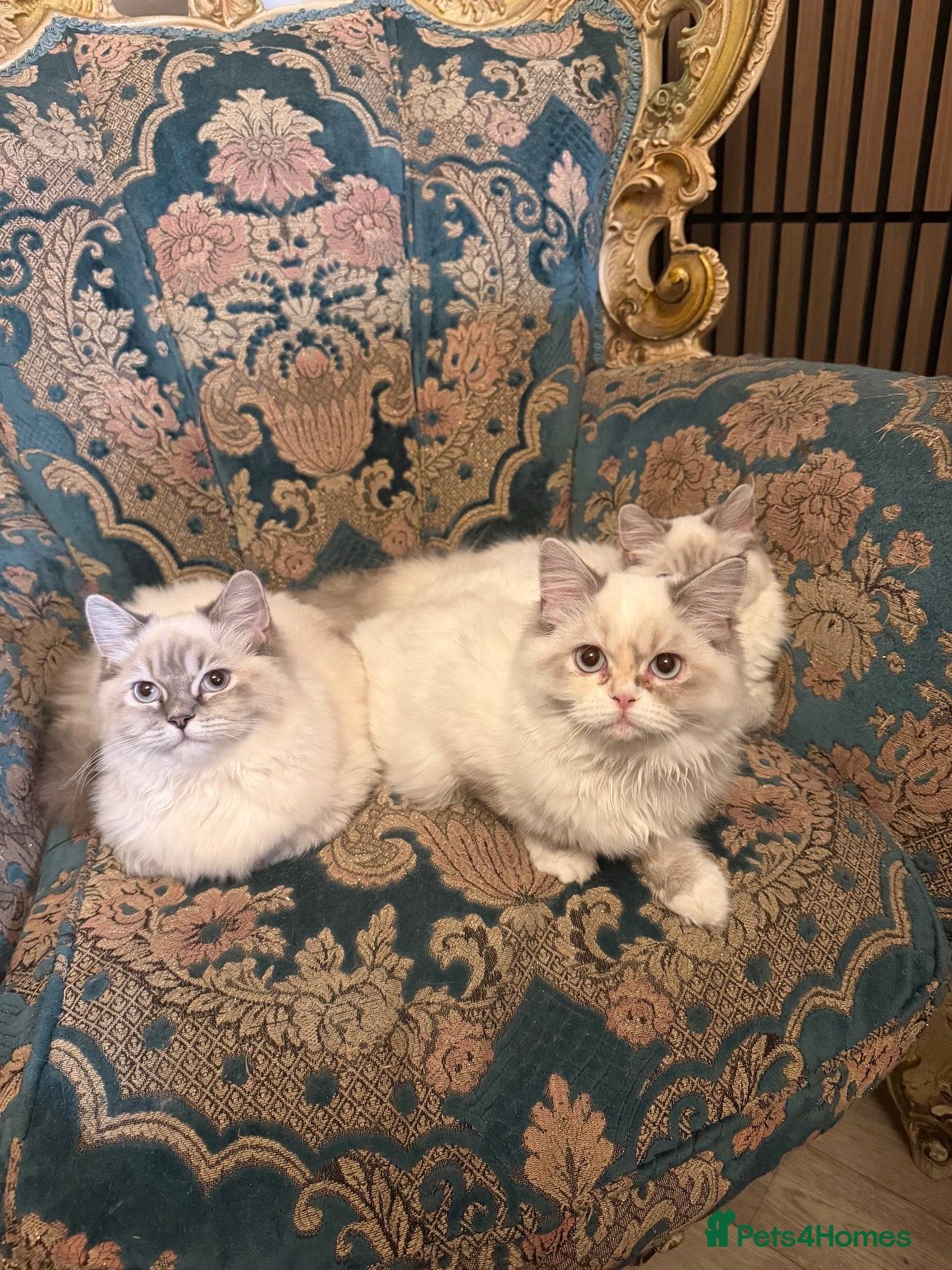 Perdoll cats ⭐️Ready Now  kittens  - Advert 1