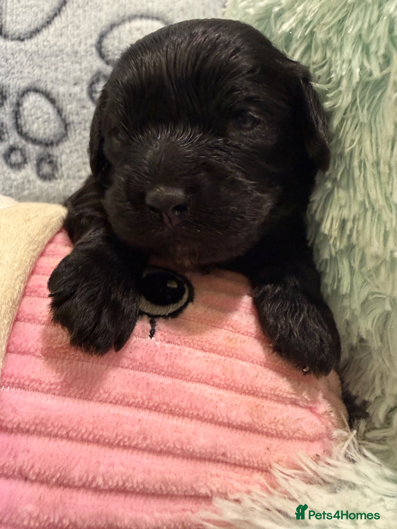 Cavapoo dogs Cavapoo health tested five ⭐️ licensed breeder - Advert 2