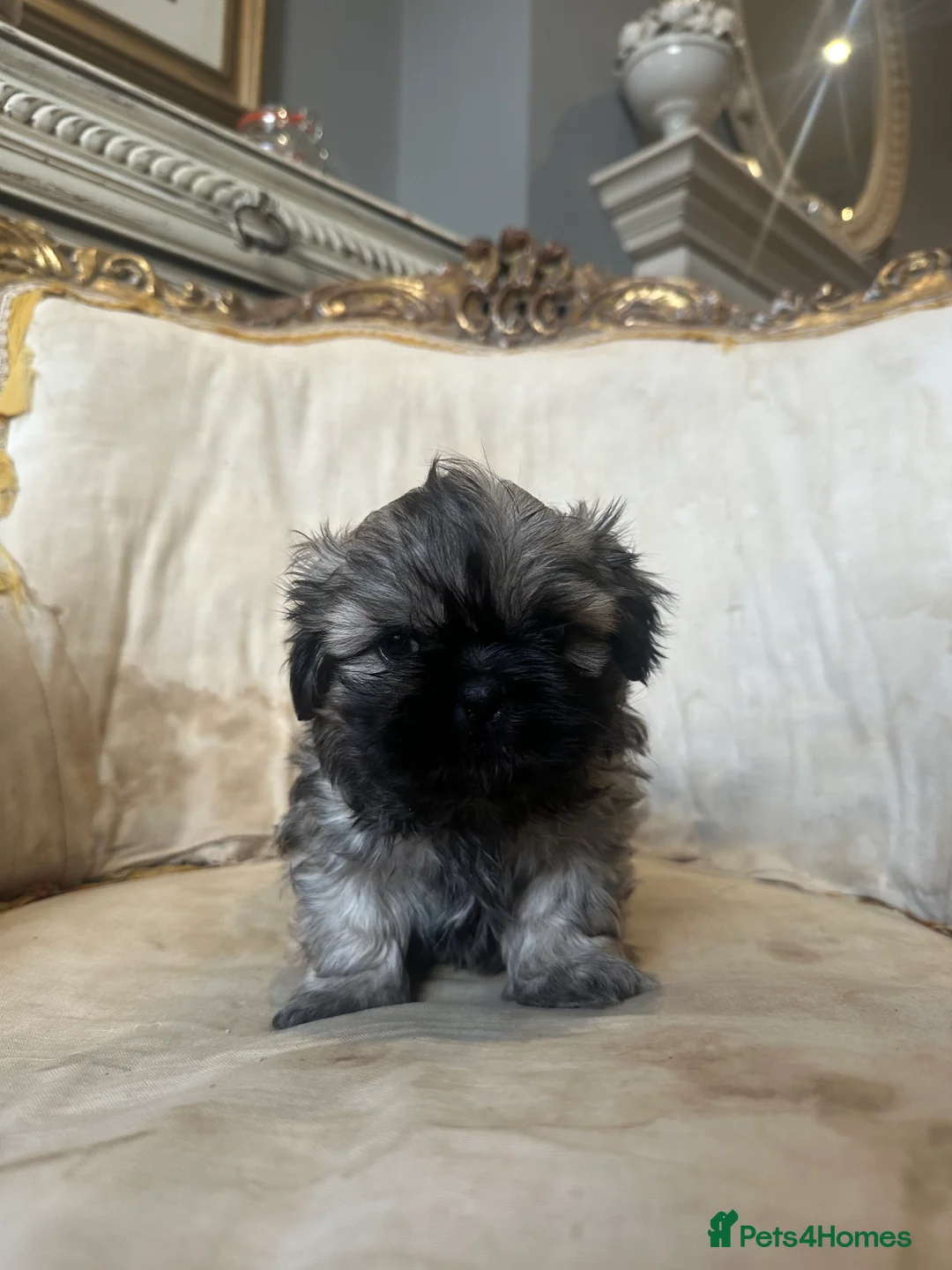 Shih Tzu dogs for sale: Shih Tzu Beauties, Imperial lines - Advert 28