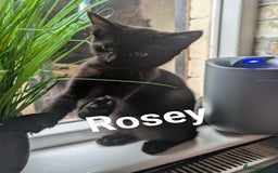 Ragdoll cats for sale: Ragdoll cross breed  - Image 3