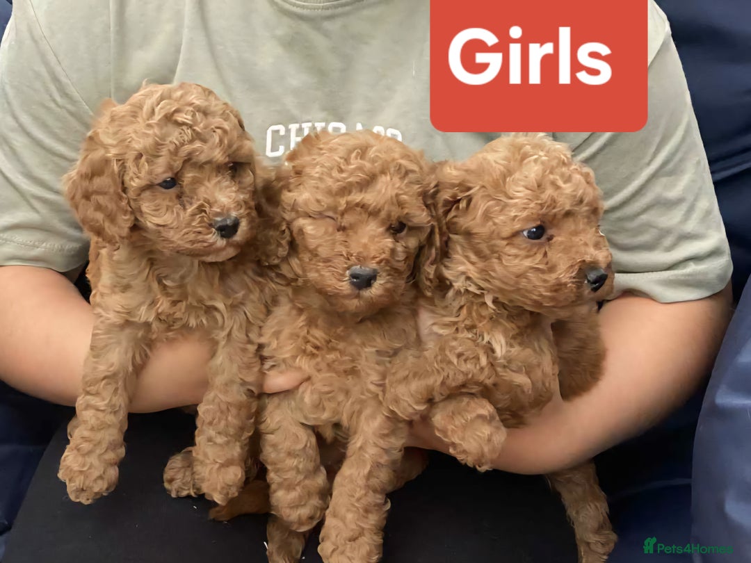 Cockapoo dogs for sale: Miniature cockapoo  - Image 6