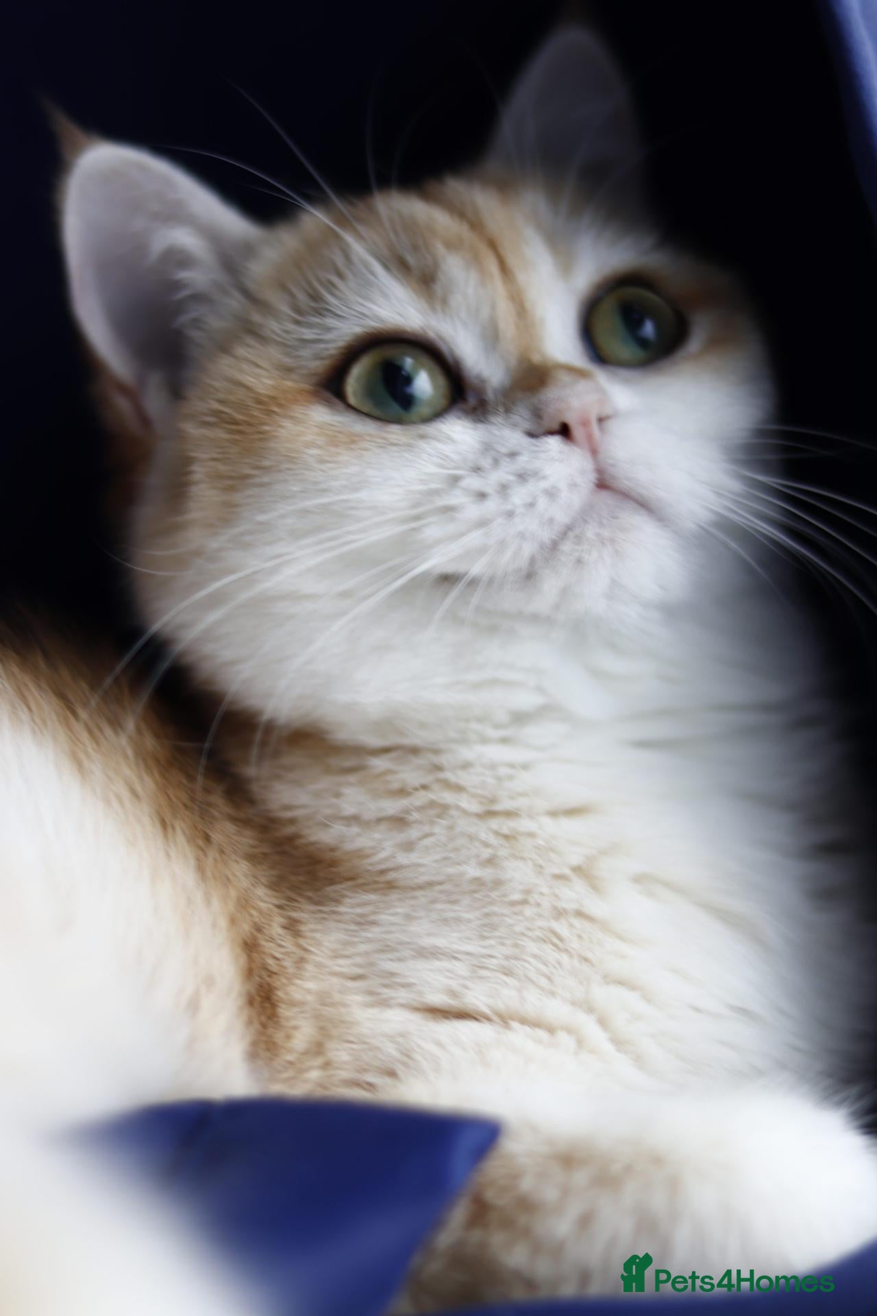 British Shorthair cats for sale: GCCF/TICA Active Ny12 BRITISH SHORTHAIR FEMALE ✨ - Advert 1